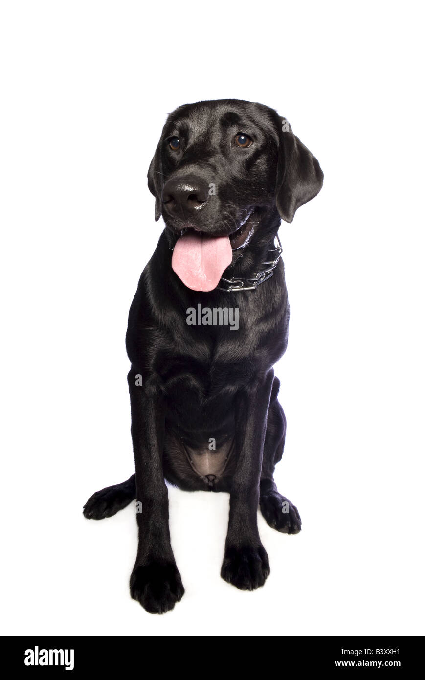 Black Labrador Retriever dog isolated on white background Stock Photo