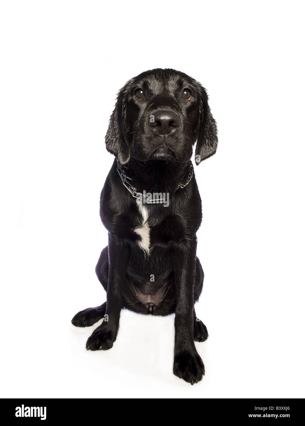 Black Labrador Retriever dog isolated on white background Stock Photo