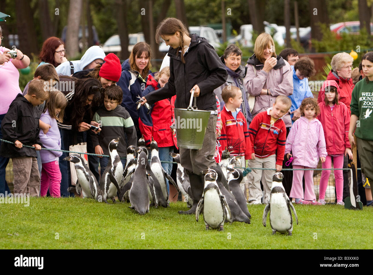 UK Wales Clwyd Colwyn Bay Welsh Mountain Zoo Humboldt Penguins on daily