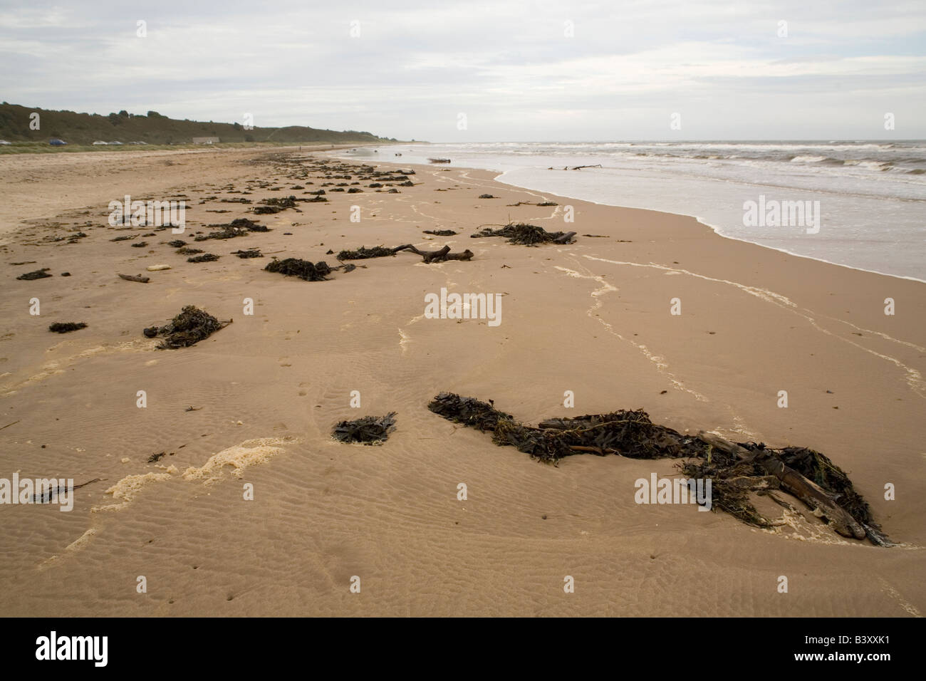 Seaweed on the beach at Alnmouth in Northumberland Stock Photo