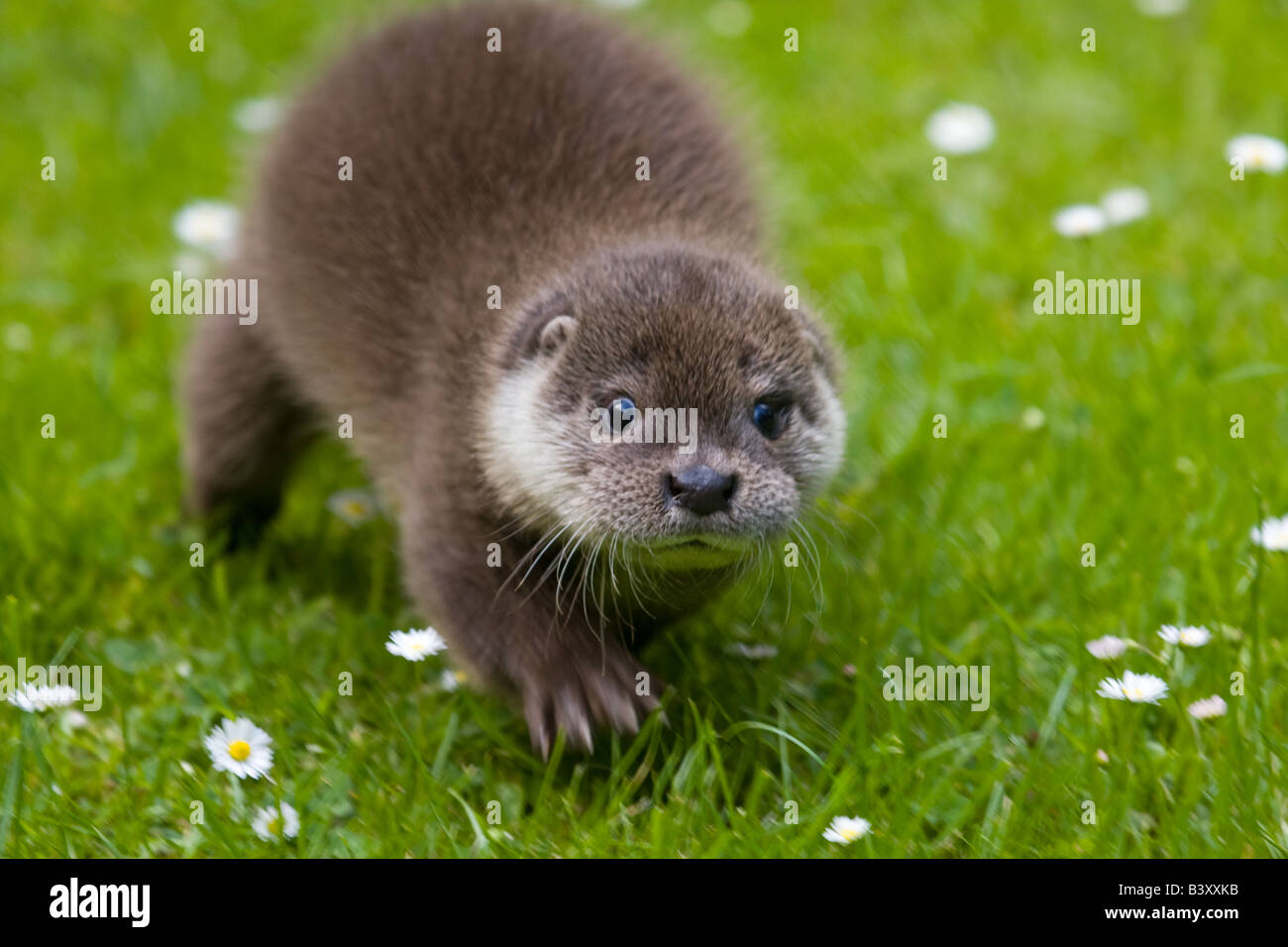 Close up of baby otter cub walking on grass with daisies. Stock Photo