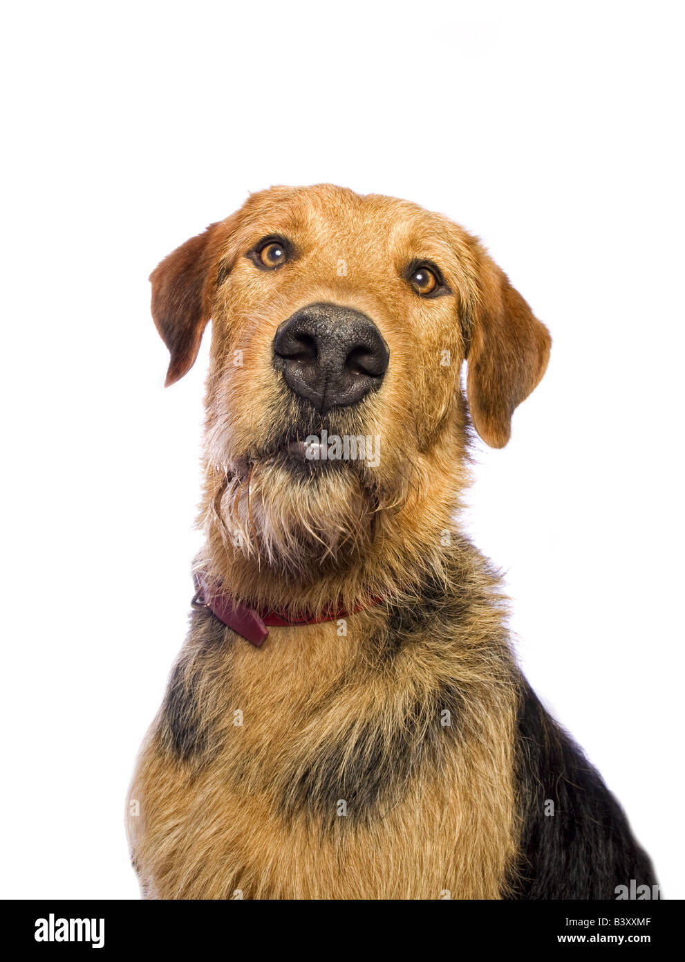 Adorable mixed breed dog isolated on white background Stock Photo