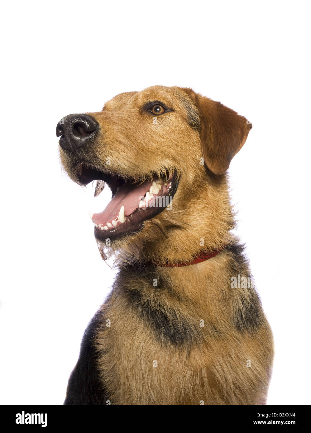 Adorable mixed breed dog isolated on white background Stock Photo