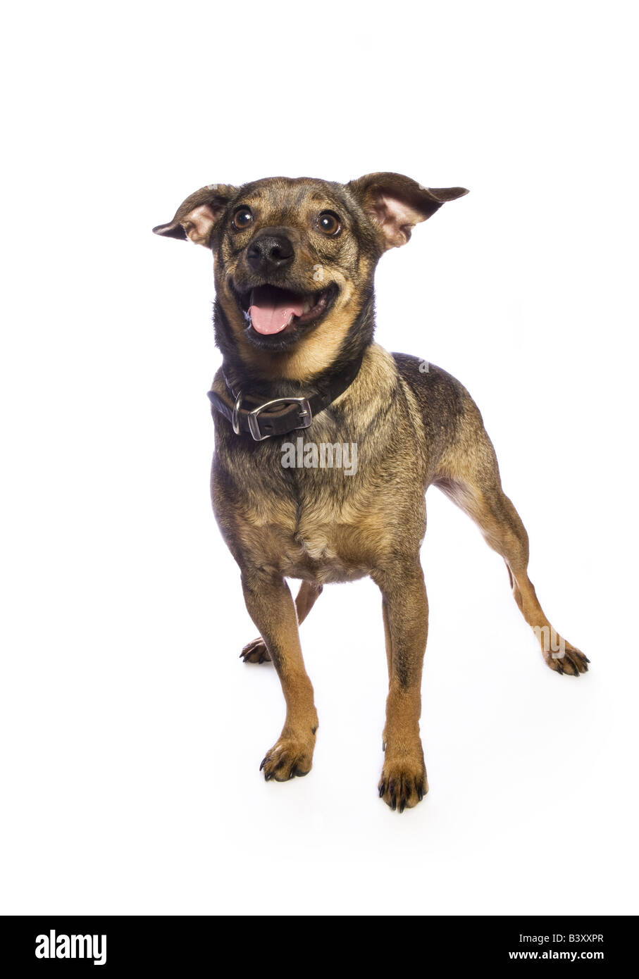 Adorable mixed breed dog isolated on white background Stock Photo