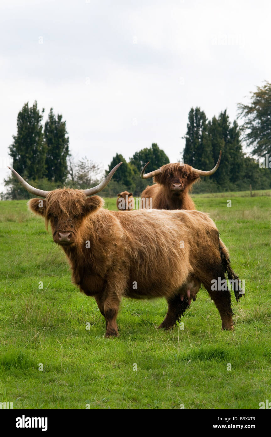 British Highland Cattle - Vertical Stock Photo