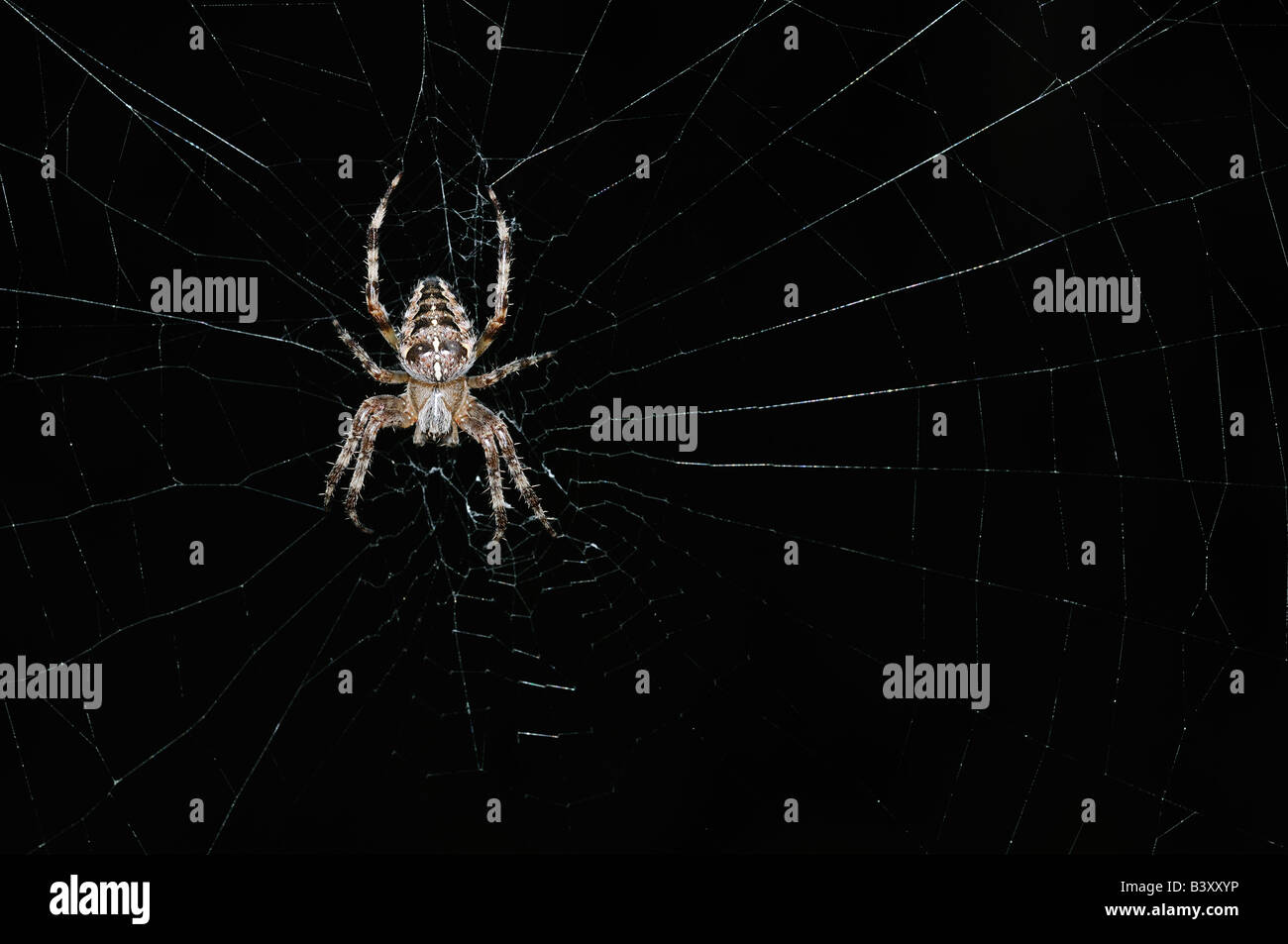 European garden spider Araneus diadematus Stock Photo - Alamy