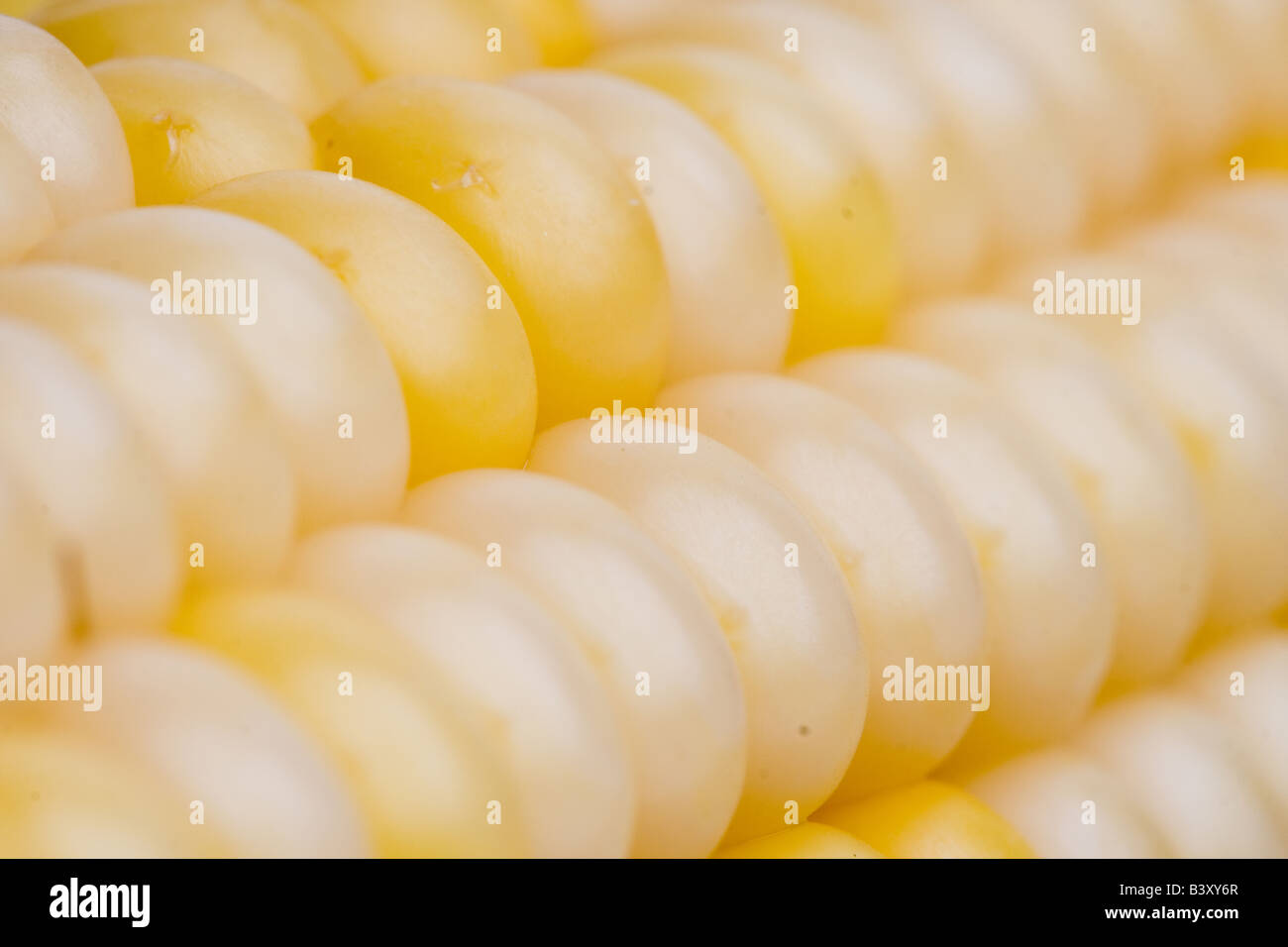 Corn close up Stock Photo