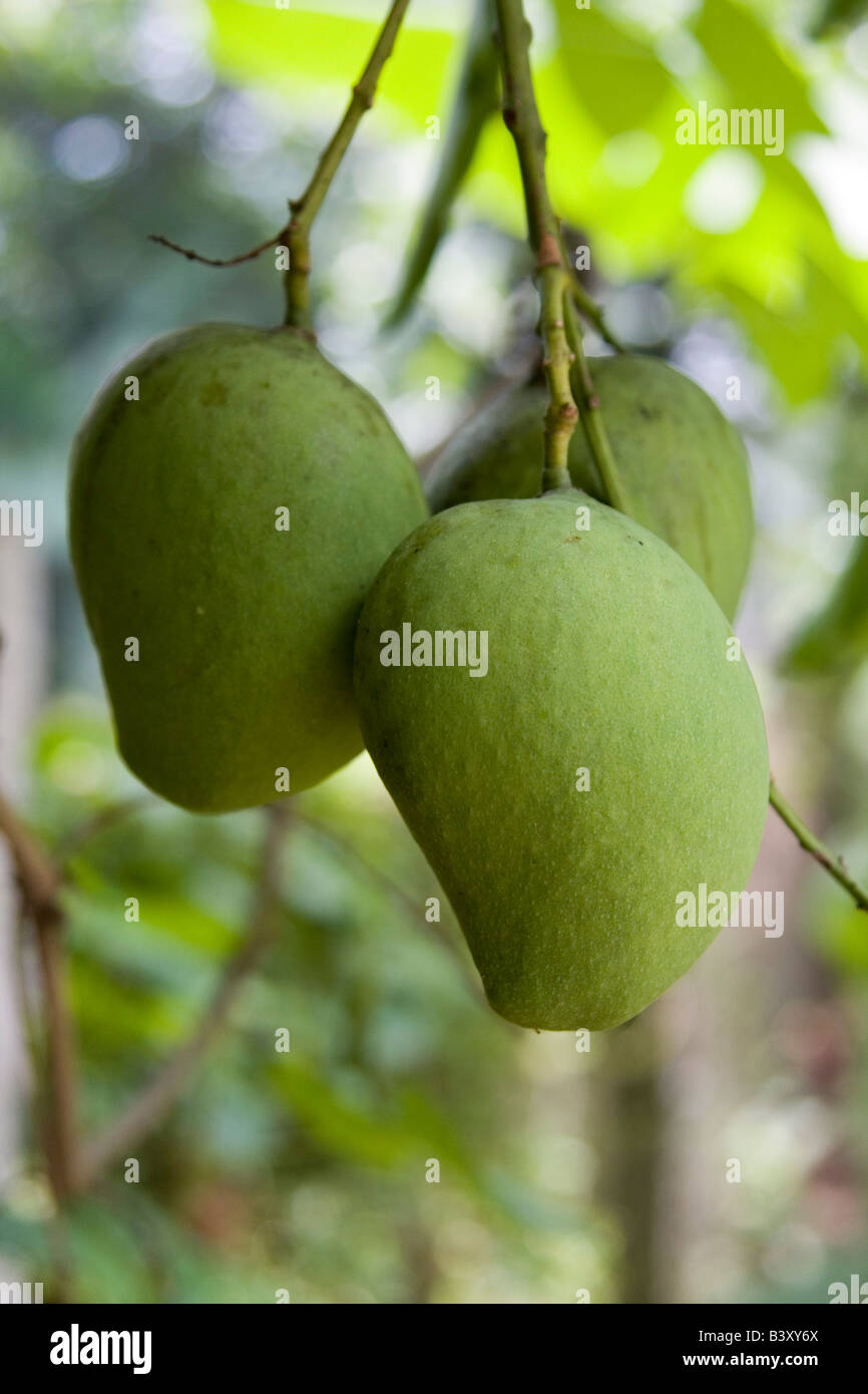 Unripe Mango Stock Photos & Unripe Mango Stock Images - Alamy East Indian Mango Tree For Sale Florida