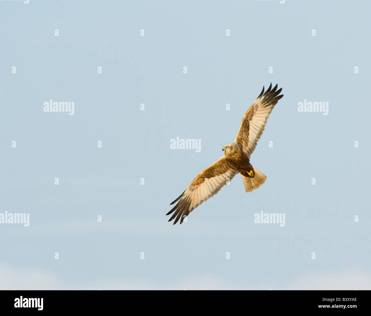 Marsh Harrier Circus aeruginosus flying Stock Photo