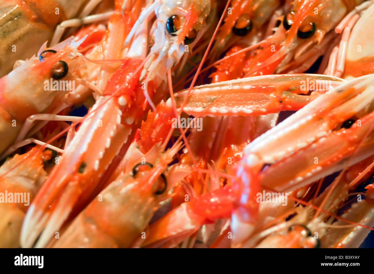 Closeup lobster fish in hi-res stock photography and images - Alamy