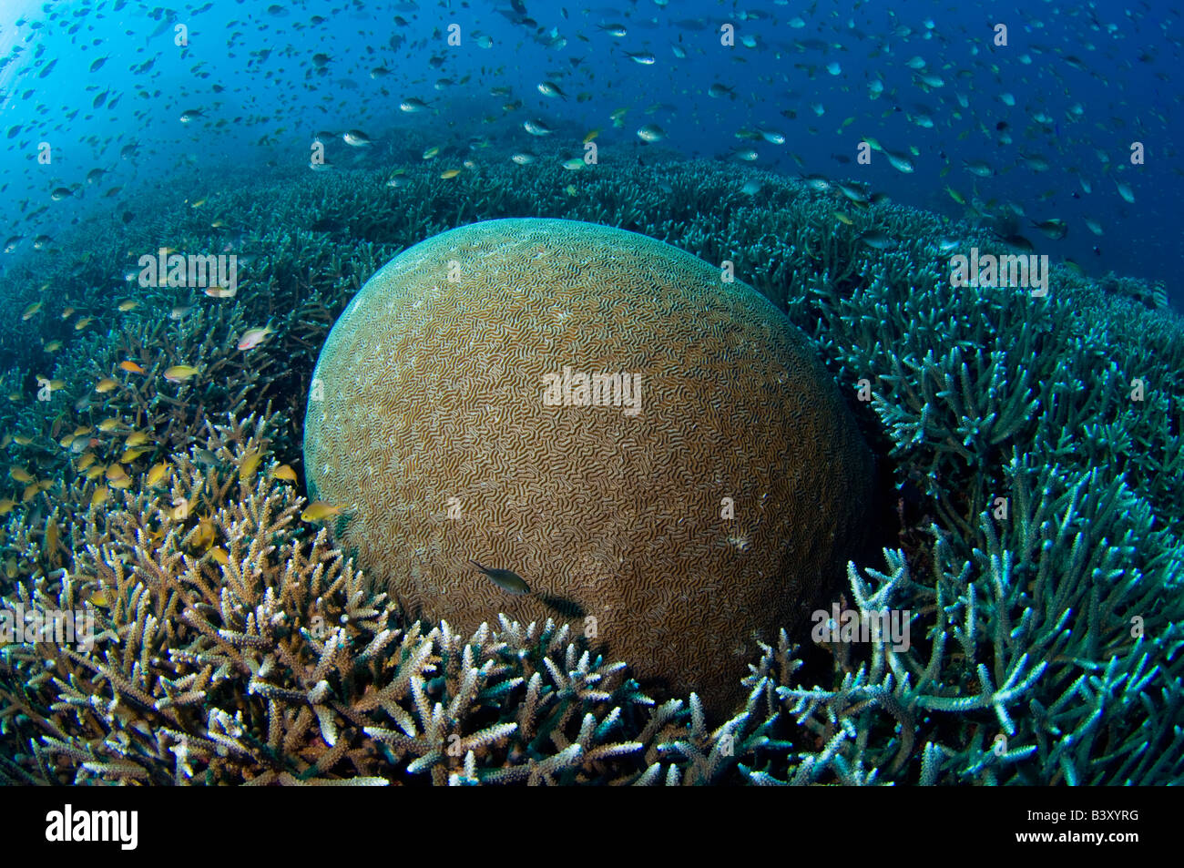 Unidentified Brain Coral in Komodo National Park Indonesia Stock Photo