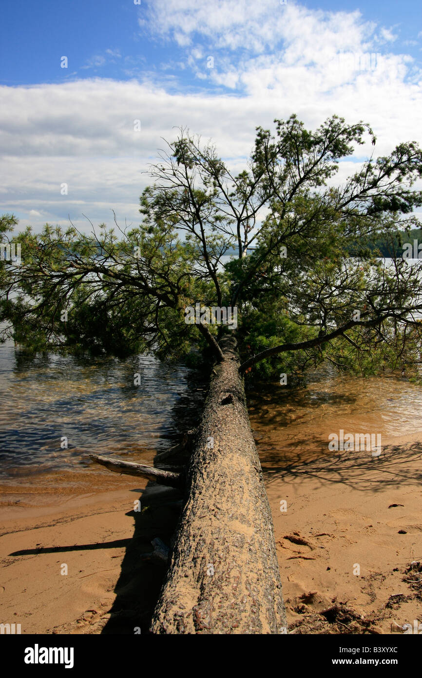 Naturally fallen tree on the shore of Grand Island located on Lake Superior in Michigan  hi-res Stock Photo