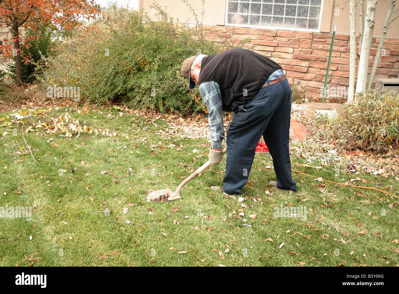 Man cleaning dog feces in yard with shovel Stock Photo Alamy