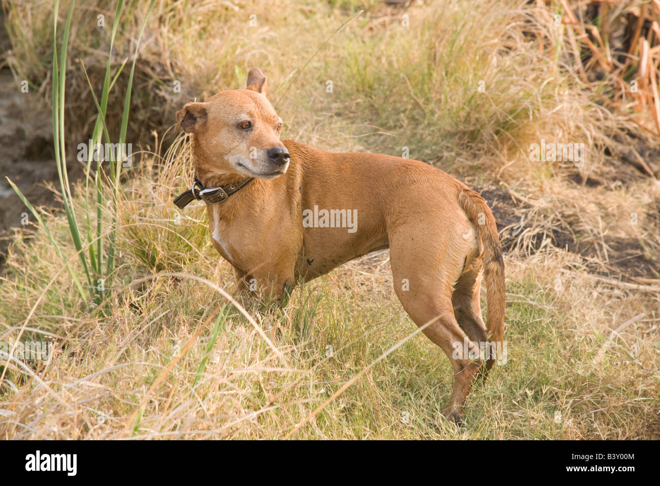 Pet dog Zambia Africa Stock Photo Alamy