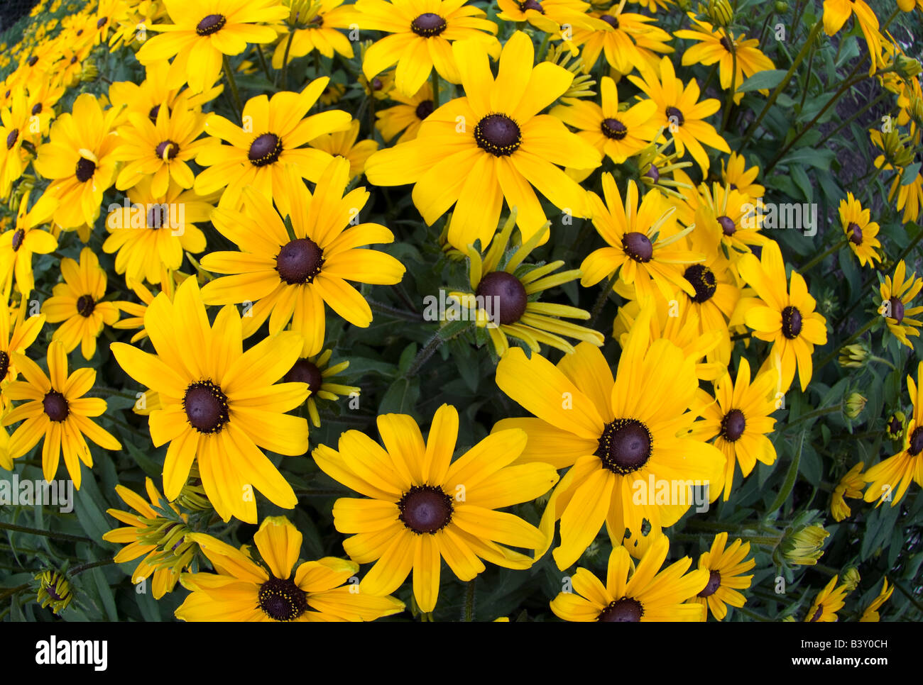Blackeyed susans Rudbeckia hirta montreal Quebec Canada Stock Photo
