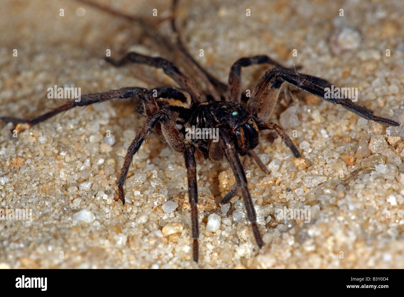 Wolf spider (family Lycosidae), New South Wales, Australia. Stock Photo