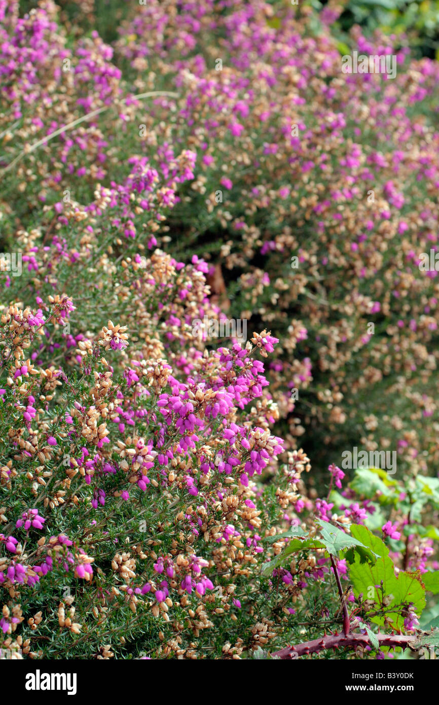 BELL HEATHER ERICA CINEREA GROWING ON A BANK IN THE BLACKDOWN HILLS ...