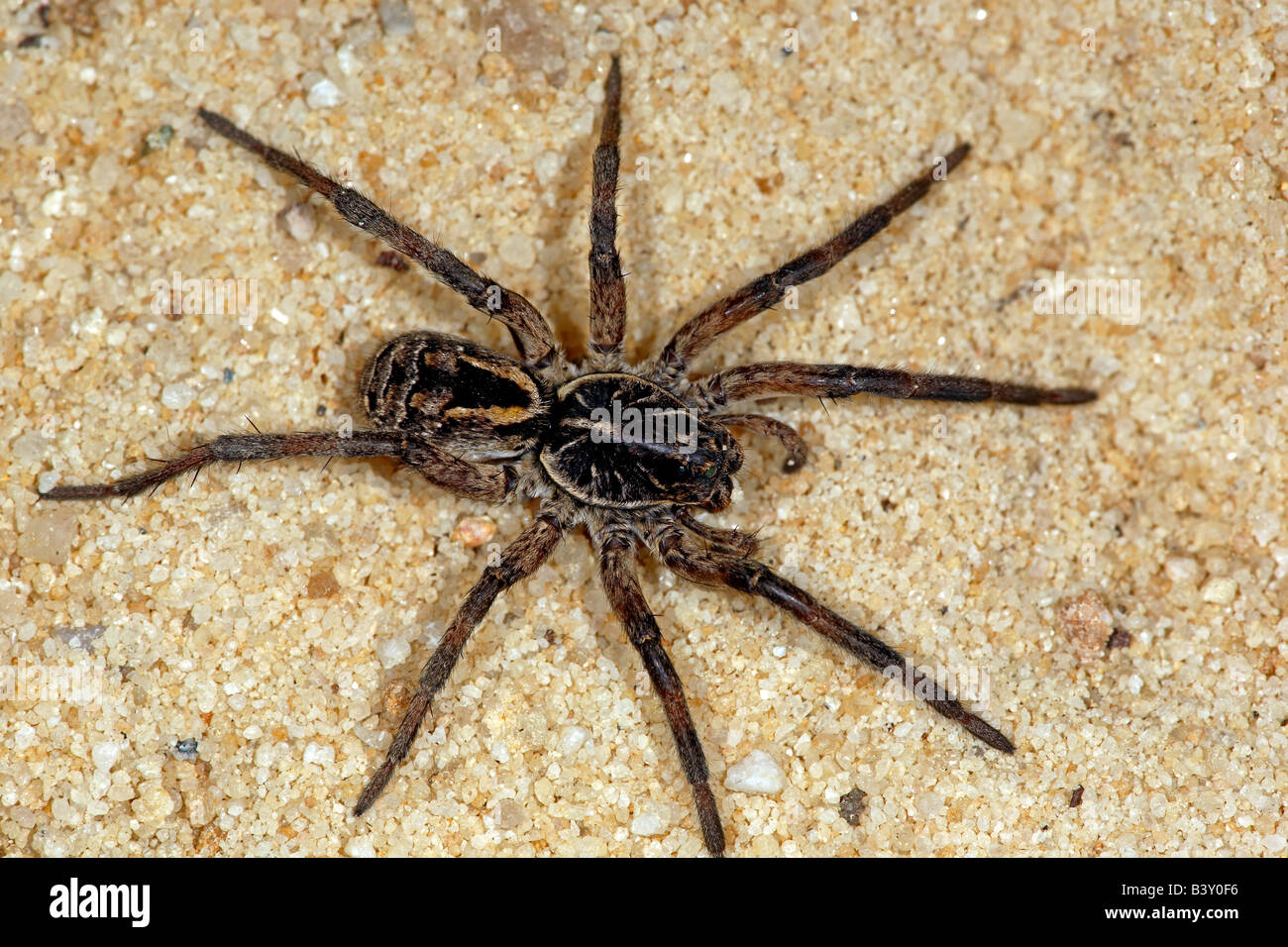 Wolf spider (family Lycosidae), New South Wales, Australia Stock Photo