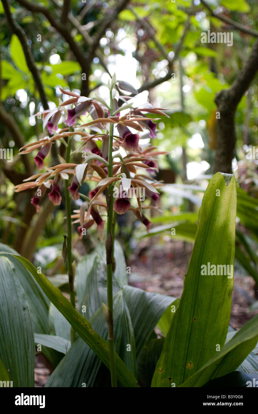 Nuns Orchids Phaius tankervilla Leu Gardens Orlando FL Stock Photo