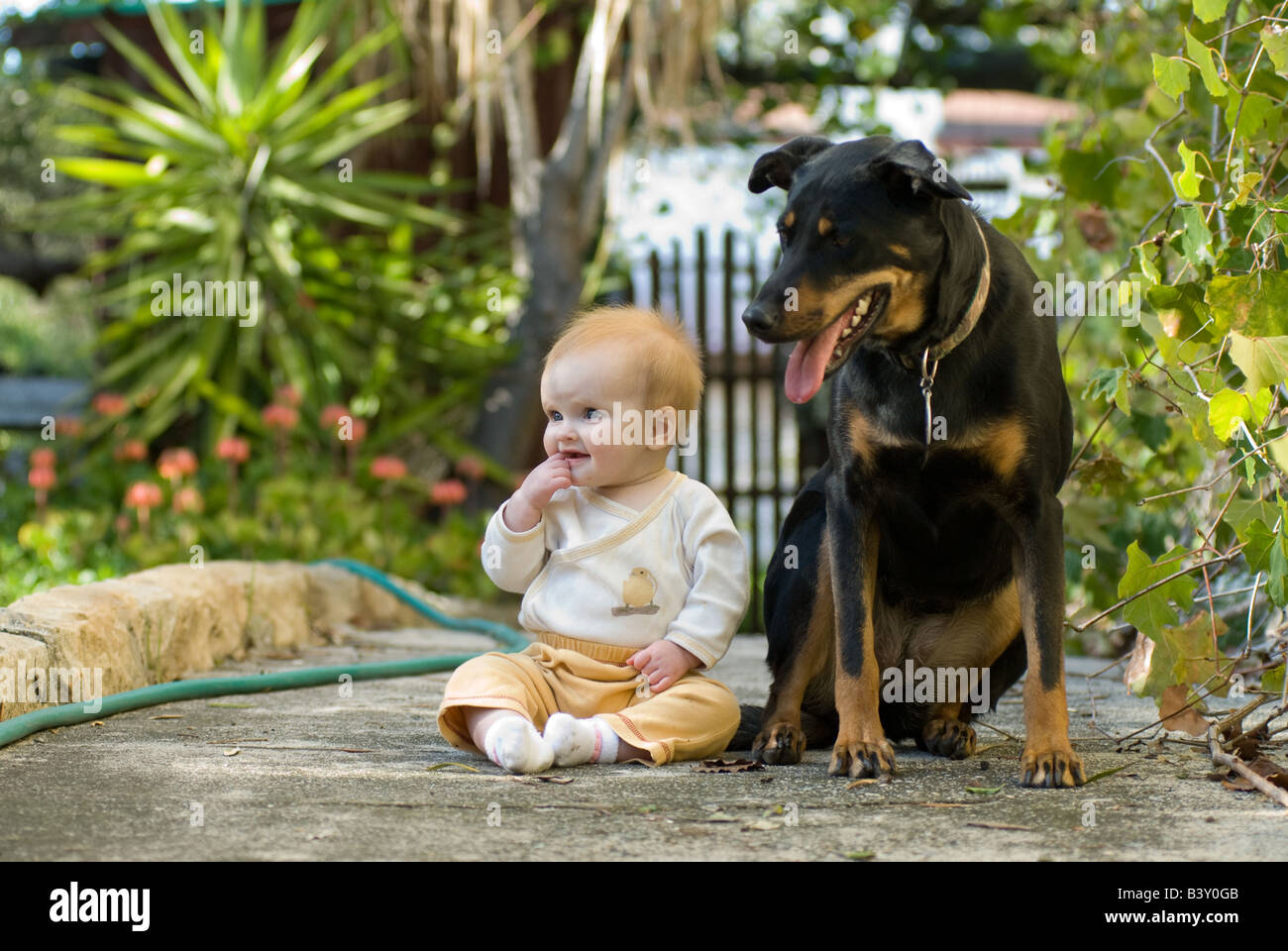 baby with her big dog outside Stock Photo