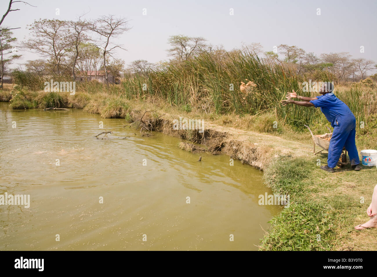 Feeding the ponds at Kafuie fisheries Africas largest integrated green