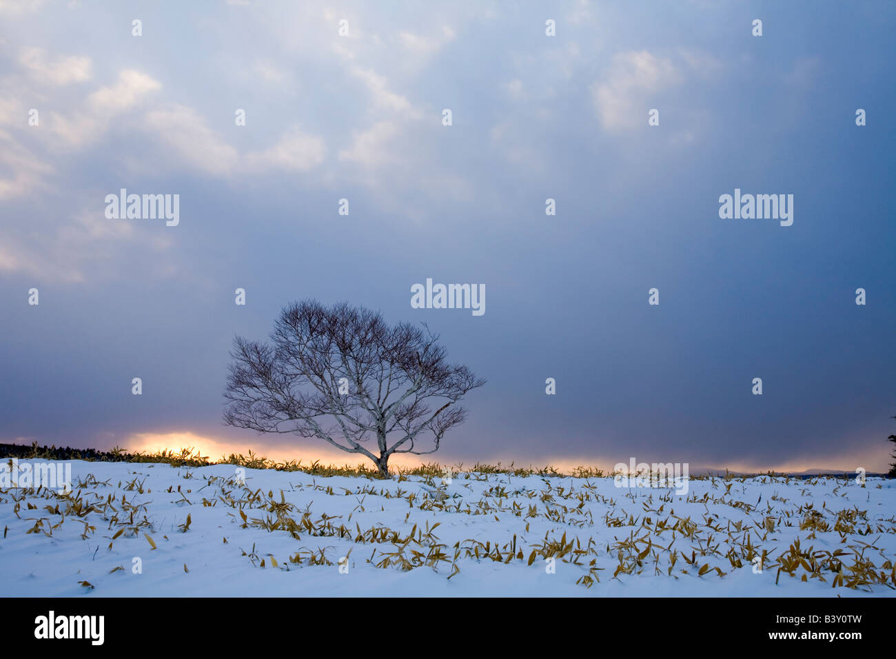 Akan National Park Hokkaido Island Japan Single tree on a snow covered ...