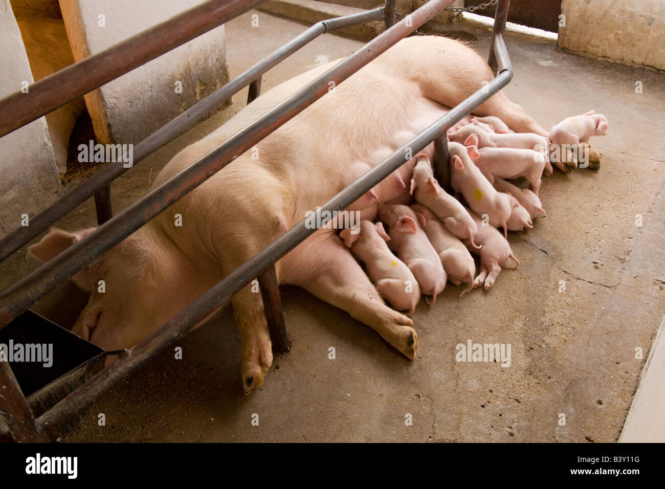 Breeding unit on a pig farm in Kafuie Lusaka Zambia Africa Stock Photo
