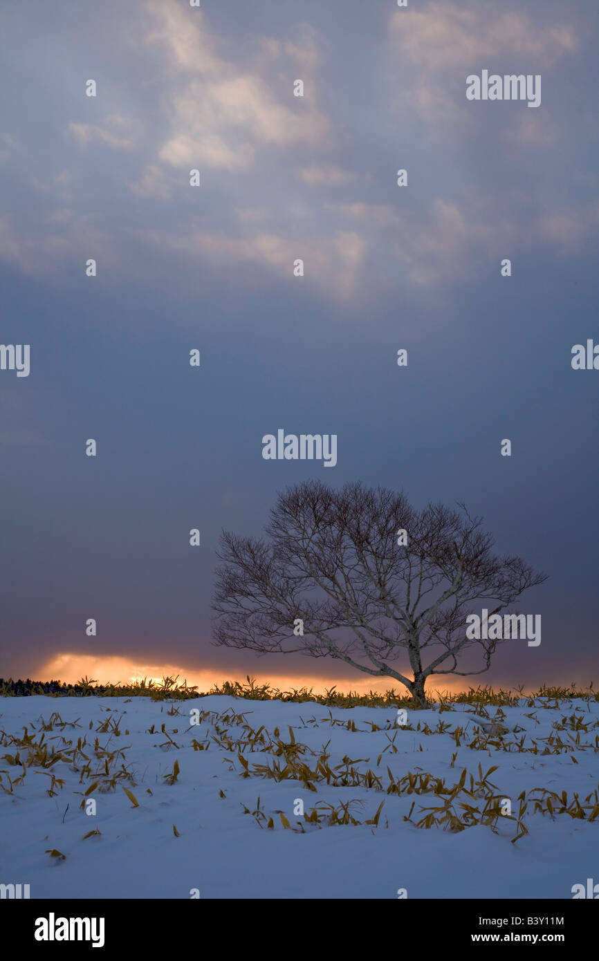 Akan National Park Hokkaido Island Japan Single tree on a snow covered ...