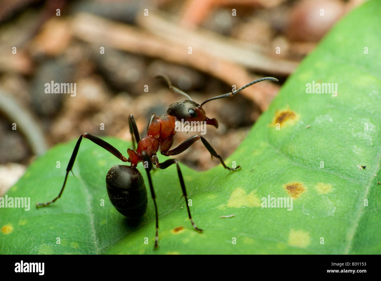 Formica rufa Stock Photo Alamy