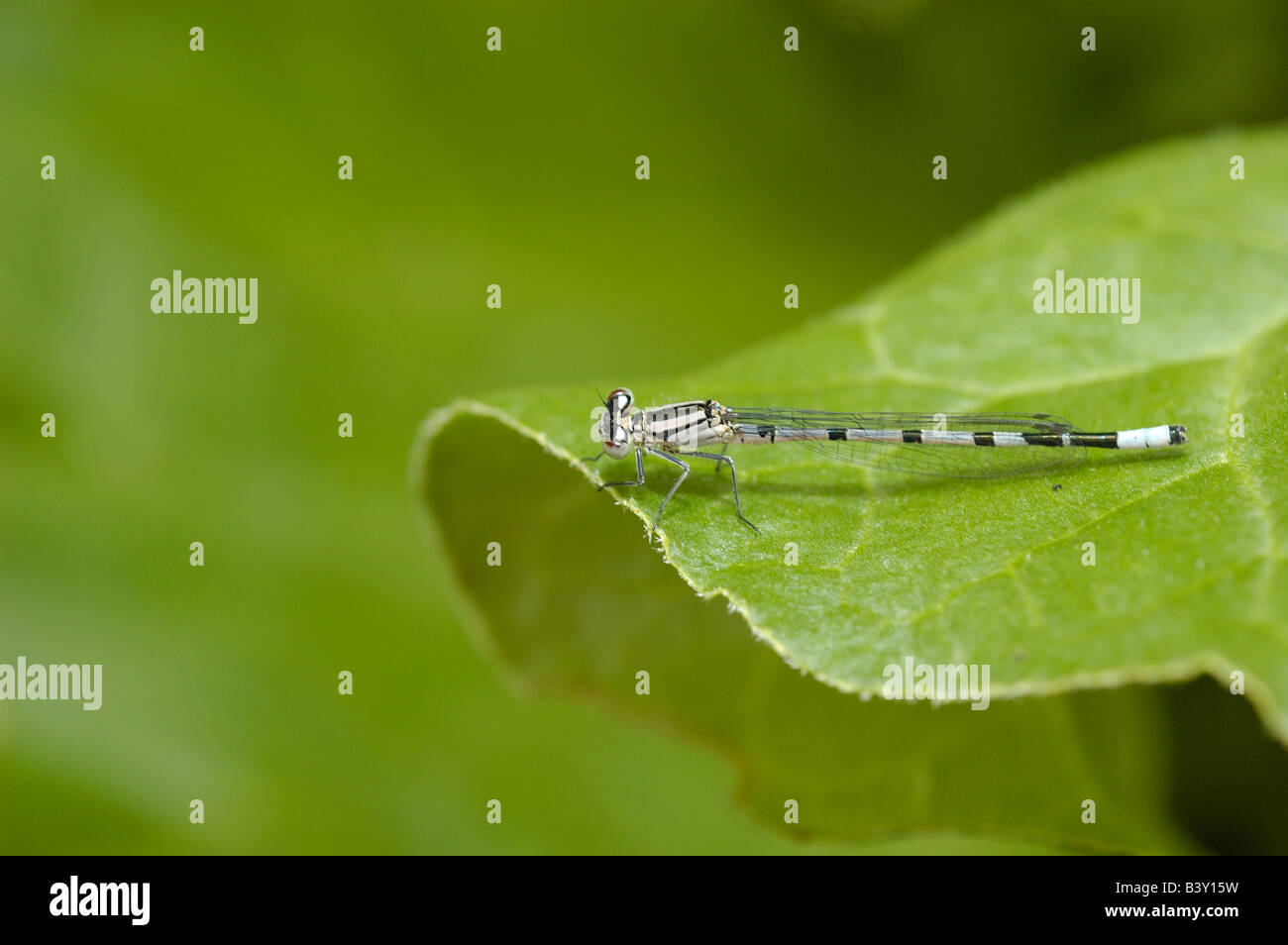 Damselfly resting on leaf hi-res stock photography and images - Alamy