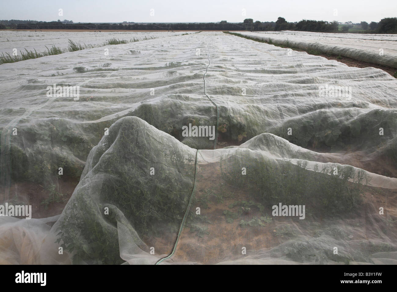 Turnips growing under protective sheeting Stock Photo