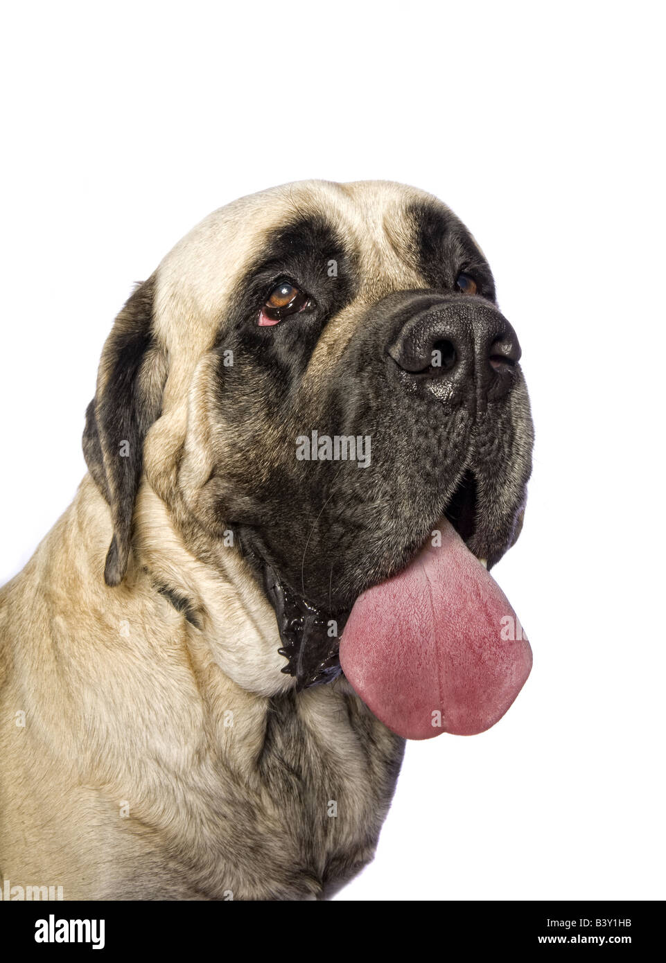 Adorable English Mastiff dog headshot isolated on white background Stock Photo