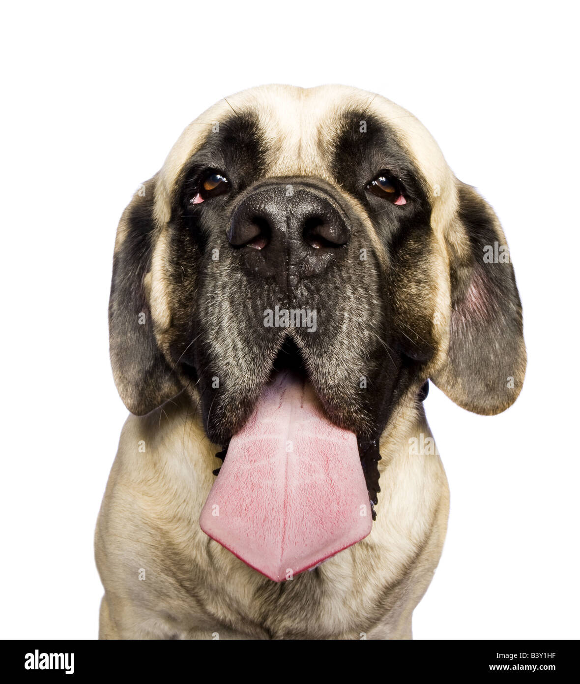 Adorable English Mastiff dog headshot isolated on white background Stock Photo