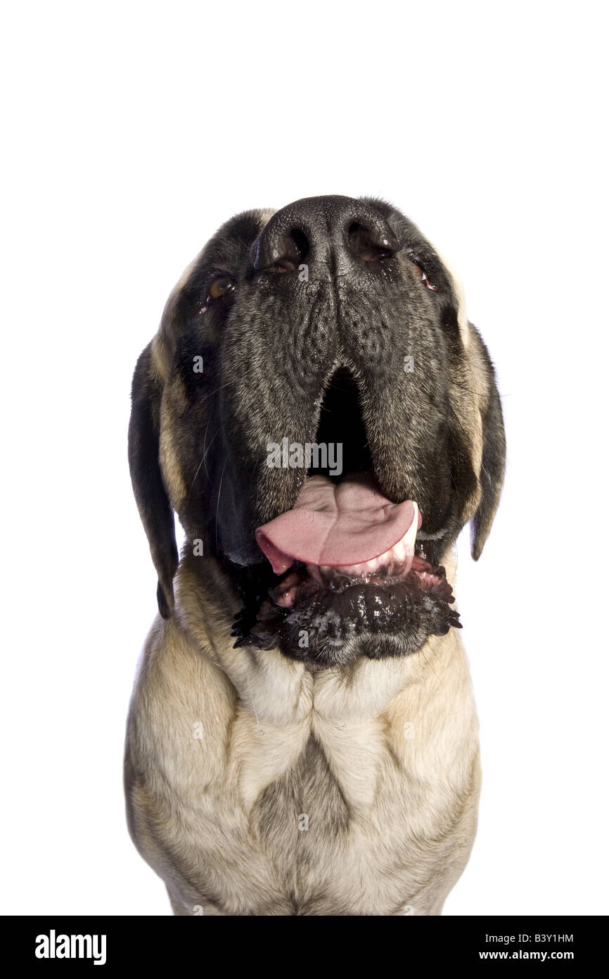 Adorable English Mastiff dog headshot isolated on white background Stock Photo