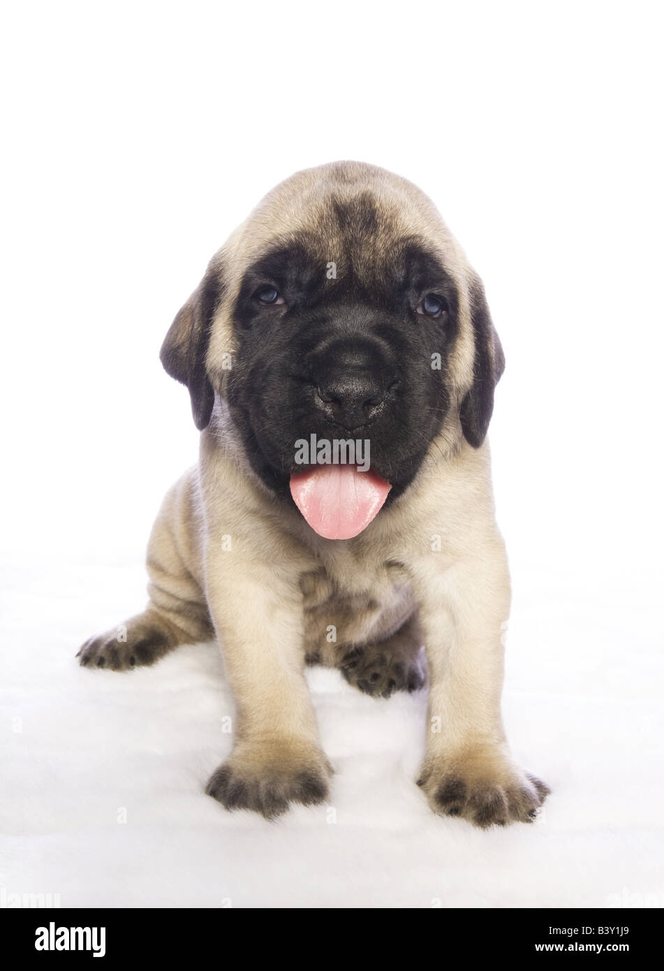 White mastiff store puppy