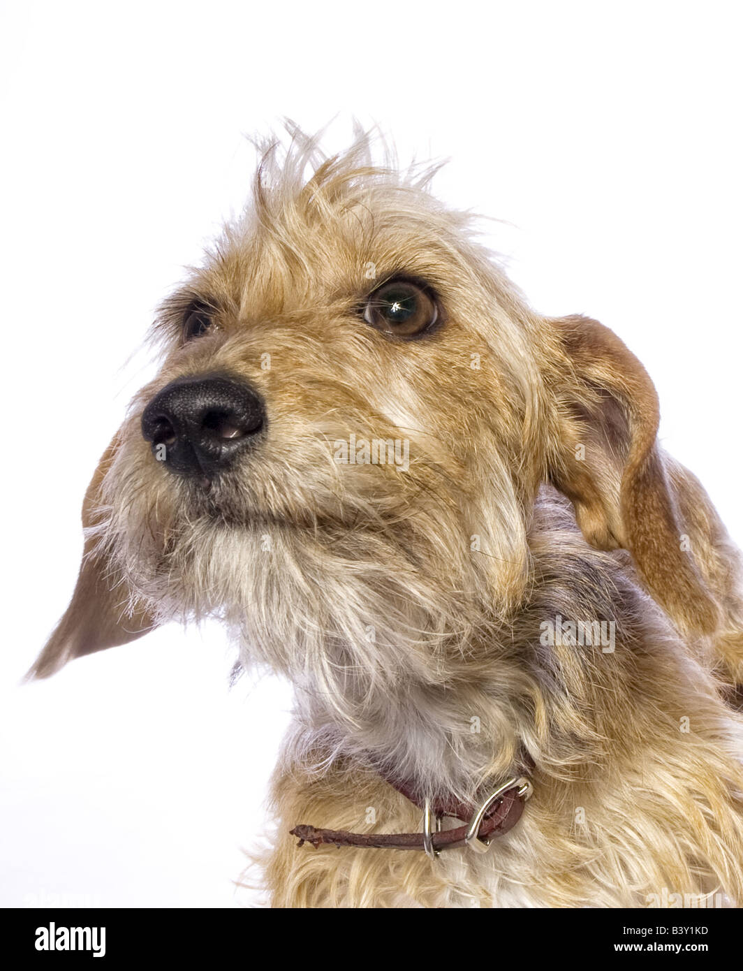 Adorable mixed breed dog isolated on white background Stock Photo