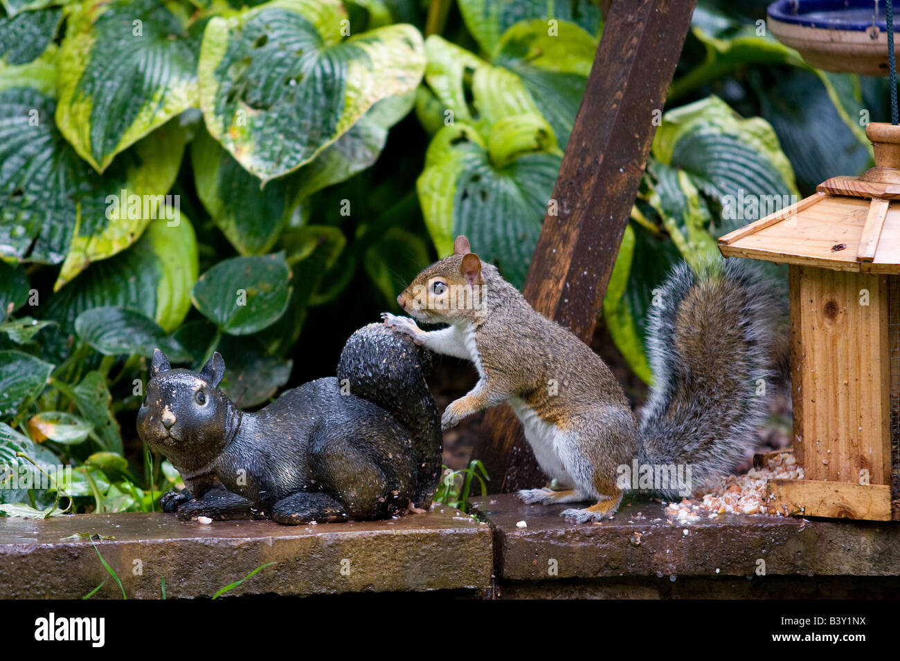 squirrel leaning on a stone squirrel on a garden wall Stock Photo