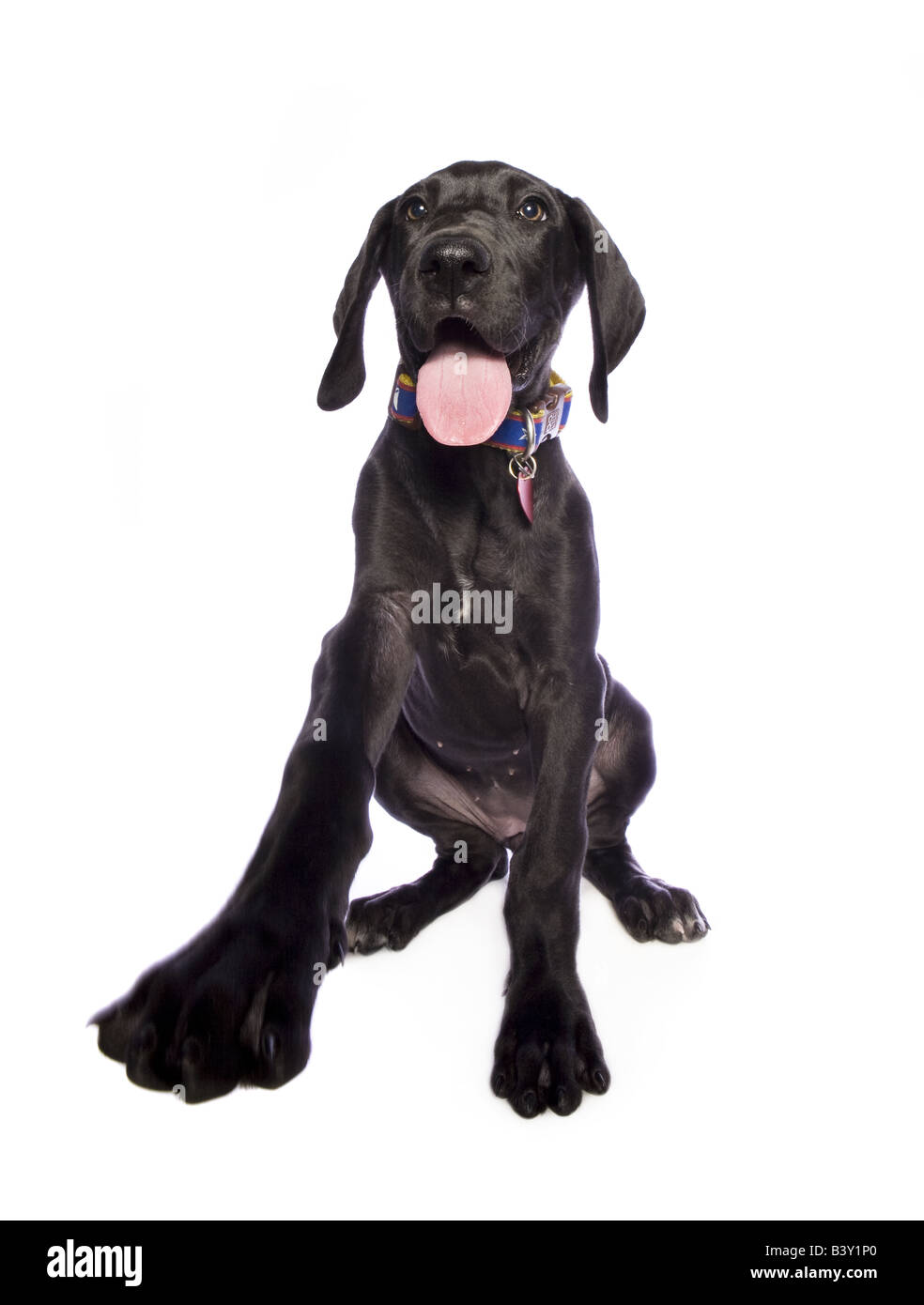 Adorable black Great Dane puppy isolated on white background Stock Photo