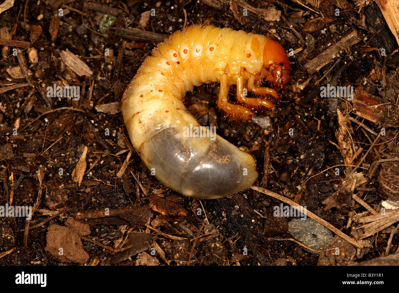 Underground living beetle larva (order Coleoptera), photographed on the south coast of New South Wales, Australia. Stock Photo
