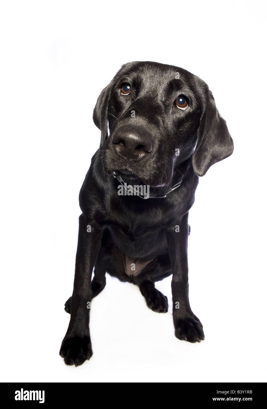 Black Labrador Retriever dog isolated on white background Stock Photo