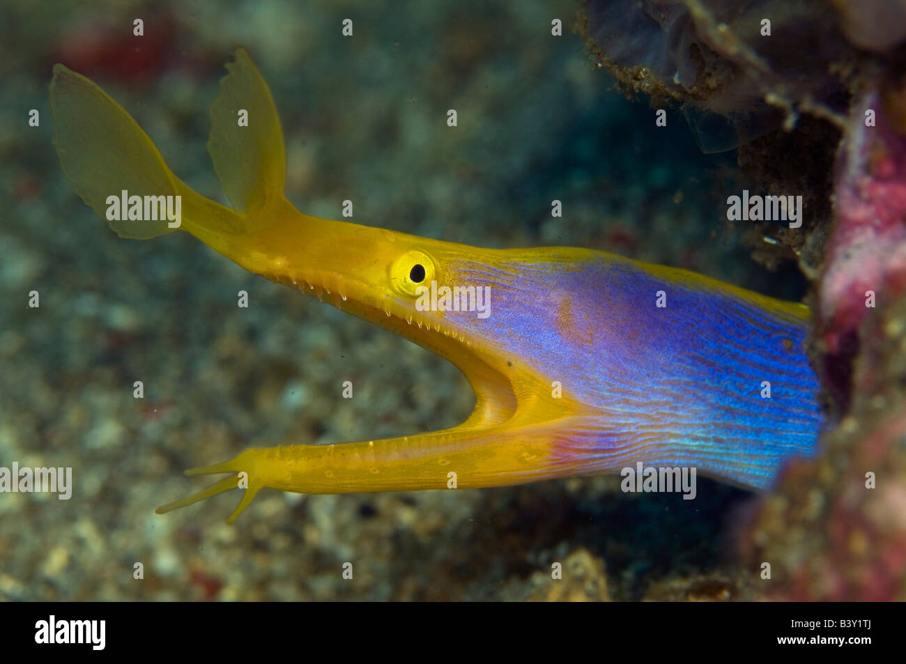 Blue Ribbon Eel Rhinomuraena quaesita in Lembeh Strait Indonesia Stock Photo