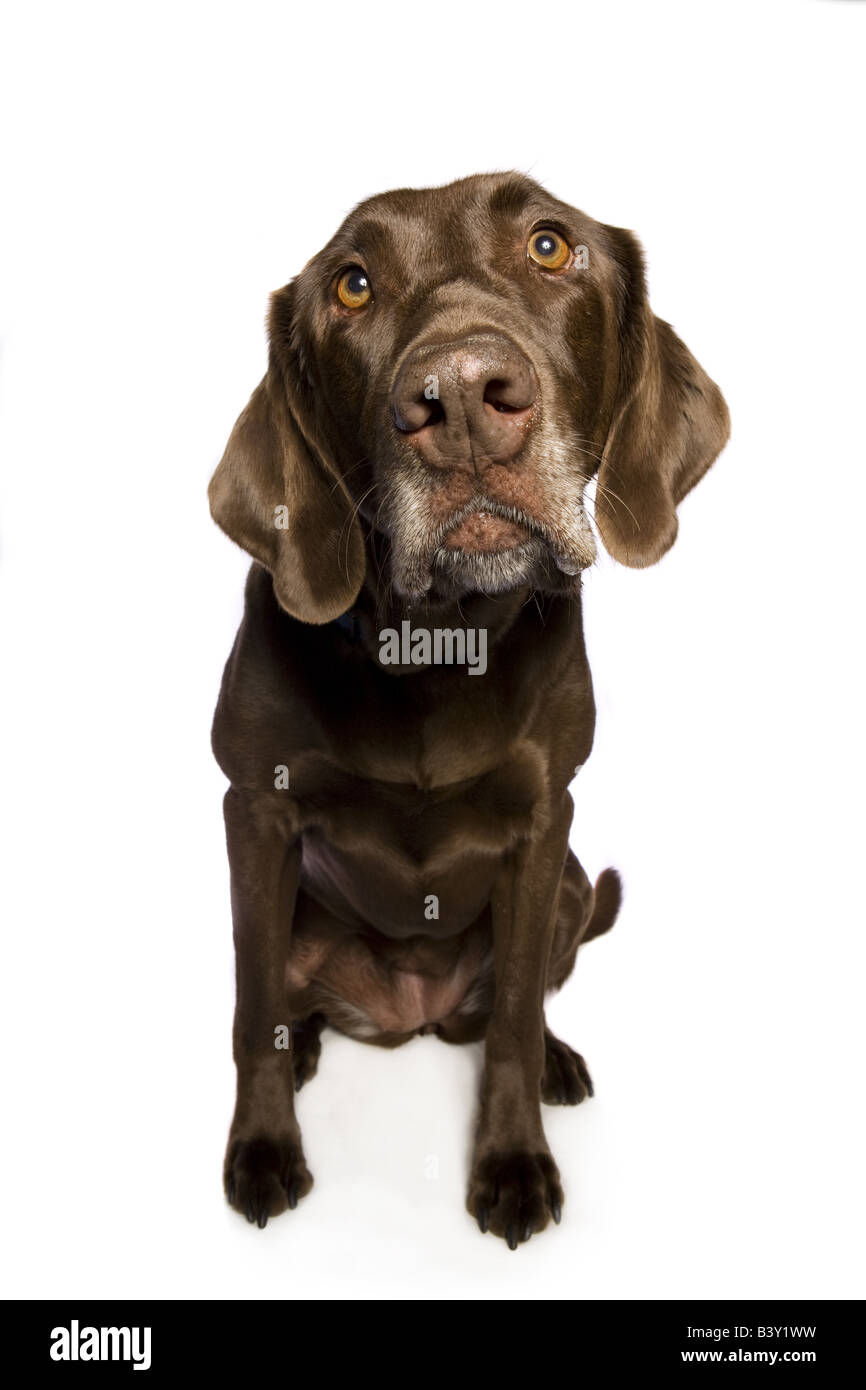 Chocolate Labrador Retriever dog isolated on white background Stock Photo