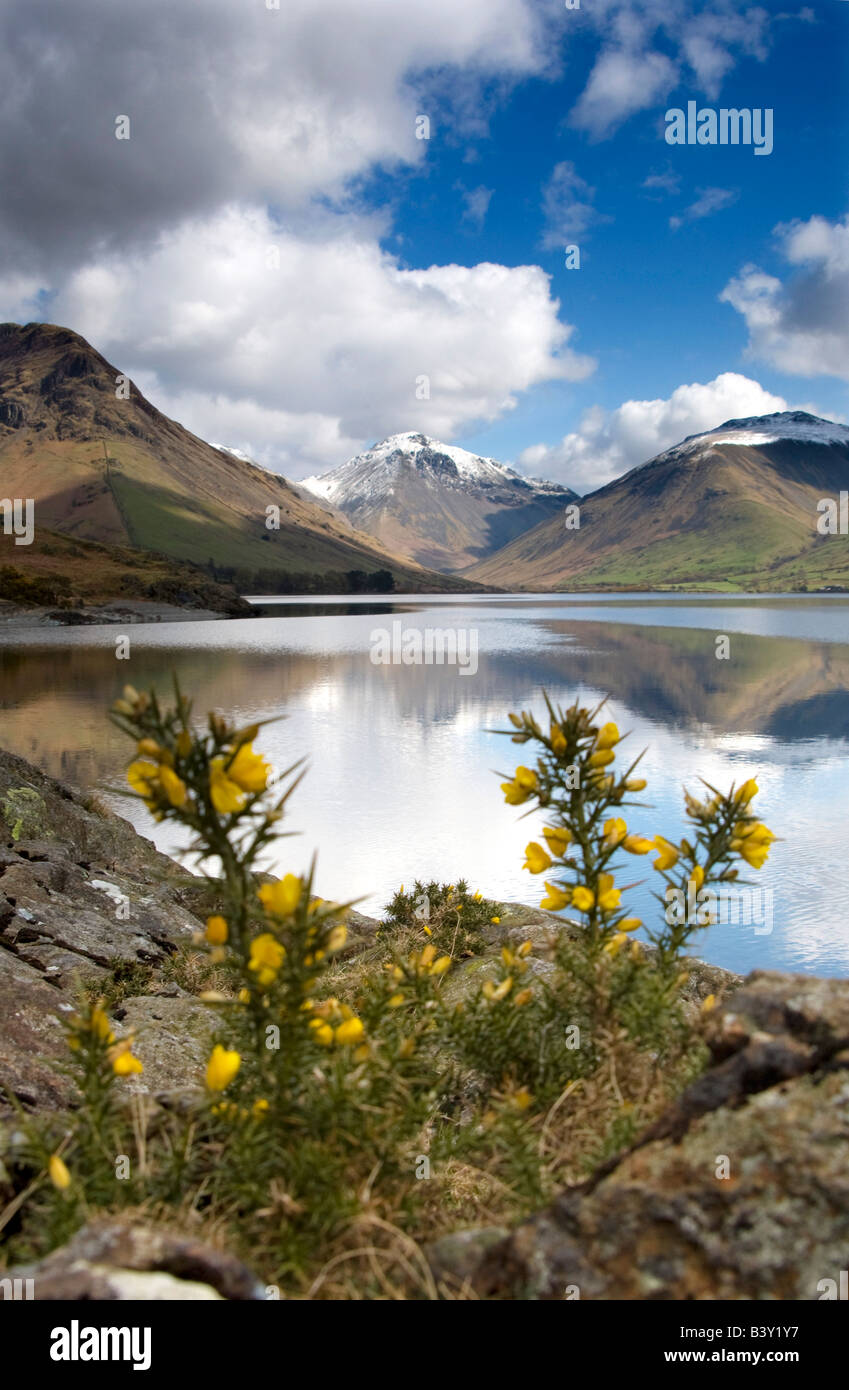 Wildflowers on lake shore at Lake District, Cumbria, England, United KIngdom Stock Photo Alamy
