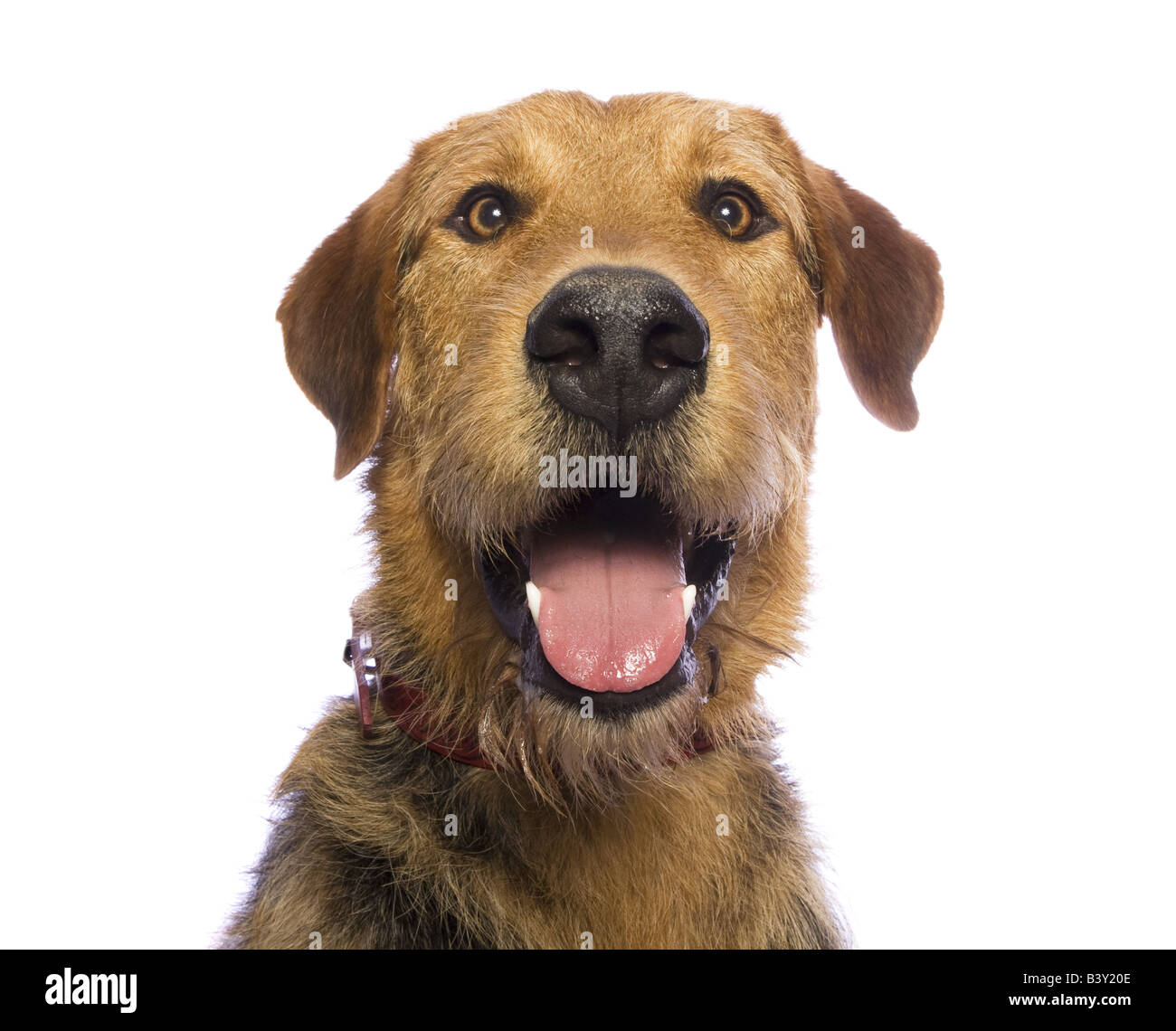 Adorable mixed breed dog isolated on white background Stock Photo