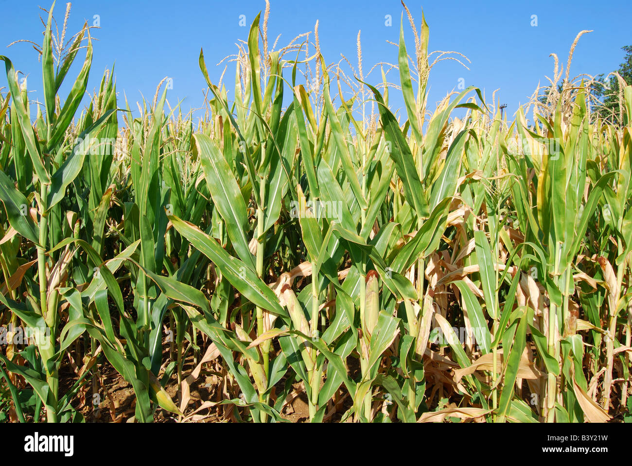 Crop of ripened maize, Trikala, Thessaly, Greece Stock Photo
