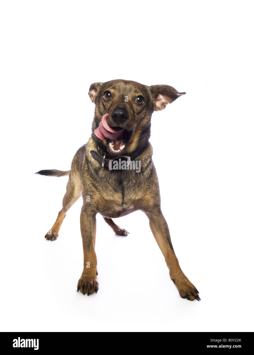 Adorable mixed breed dog isolated on white background Stock Photo