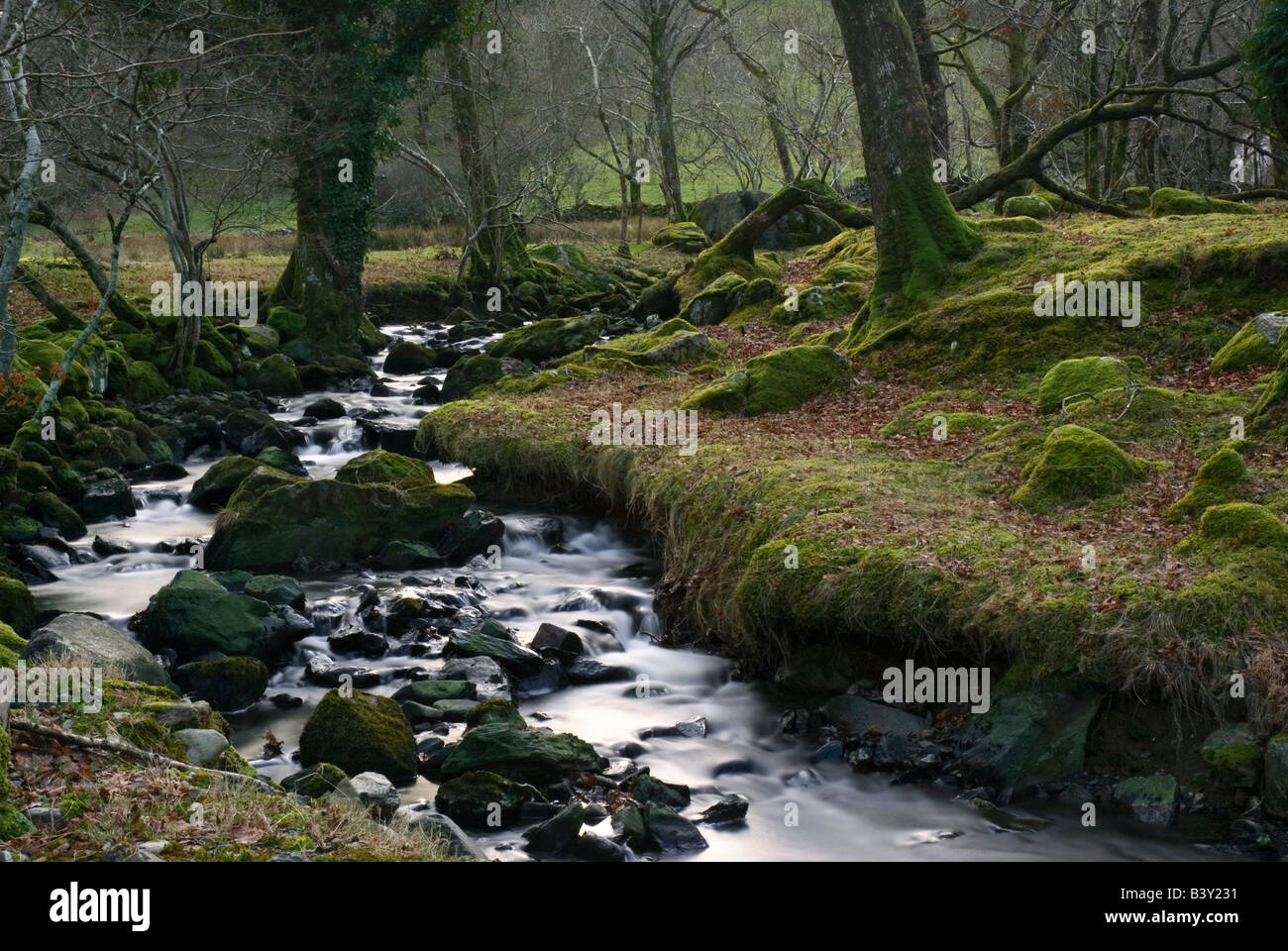 A Welsh woodland stream Stock Photo