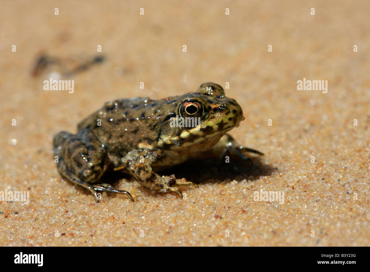 The frog sitting on sandy beach in USA Stock Photo