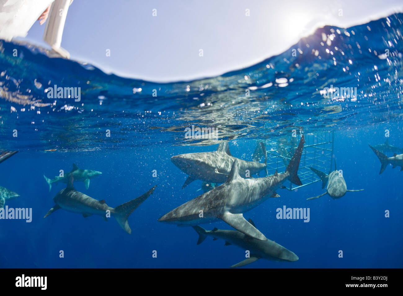 Galapagos Sharks Carcharhinus galapagensis Oahu Pacific Ocean Hawaii