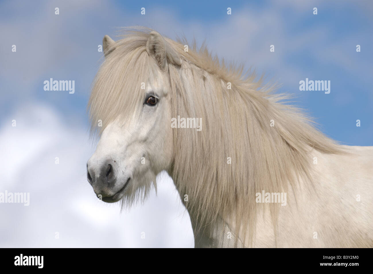 Icelandic Horse (Equus caballus), portrait of a white gelding Stock Photo